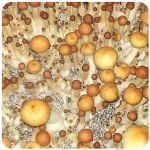 Псилоцибиновые (галлюциногенные)  грибы Psilocybin "Golden Teacher" в Трубчевске