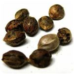 Семена марихуаны АК-47  (Seeds AK-47) в Трубчевске